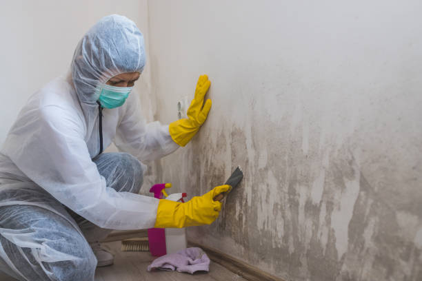 Certified Mold Removal in Selinsgrove, PA