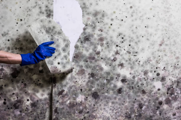 Mold Removal Process in Selinsgrove, PA